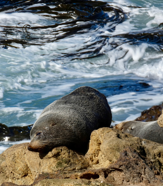 fur seals natures wonders